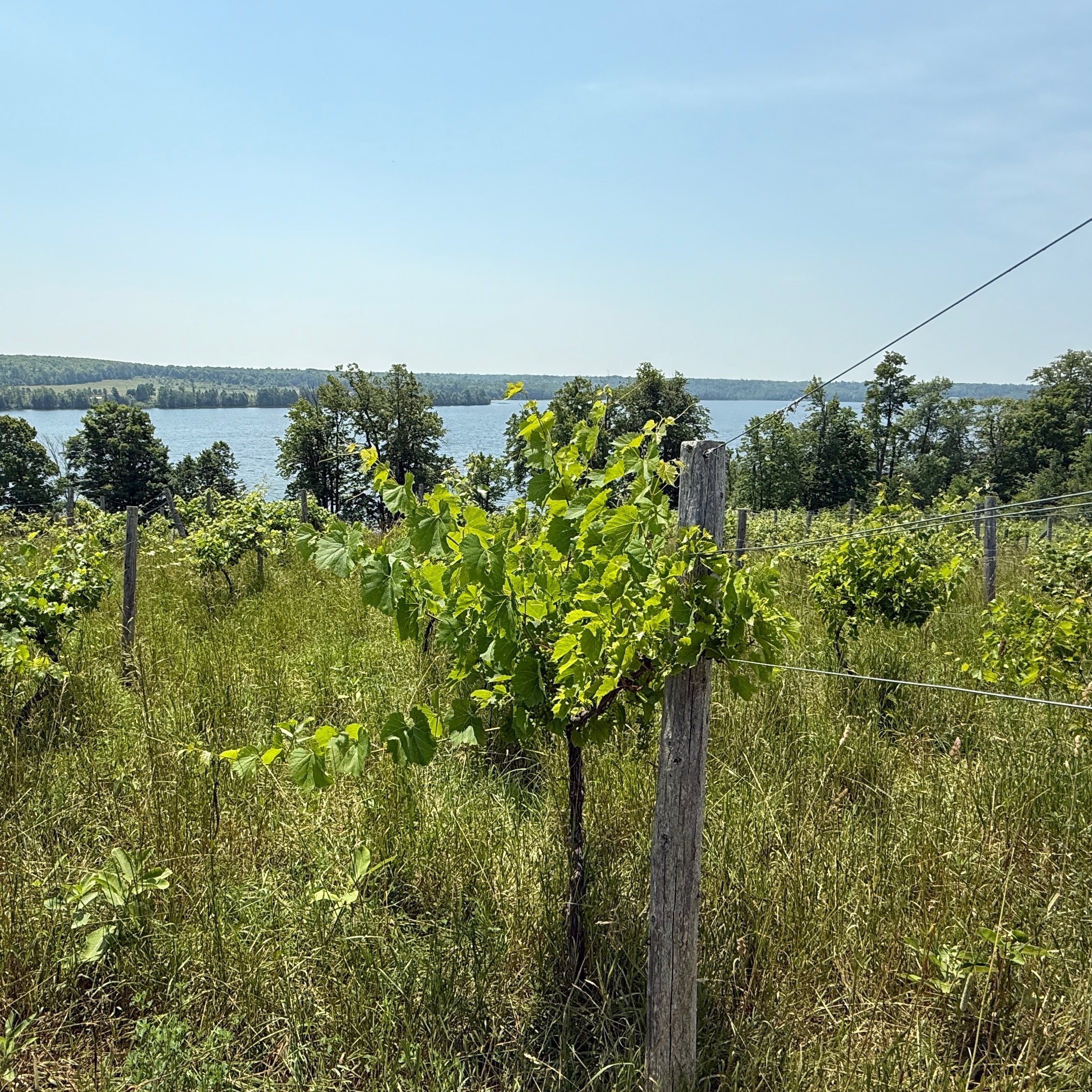 Grape vines 